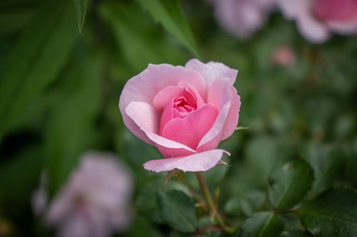 Free A delicate pink rose in full bloom surrounded by lush green foliage. Stock Photo