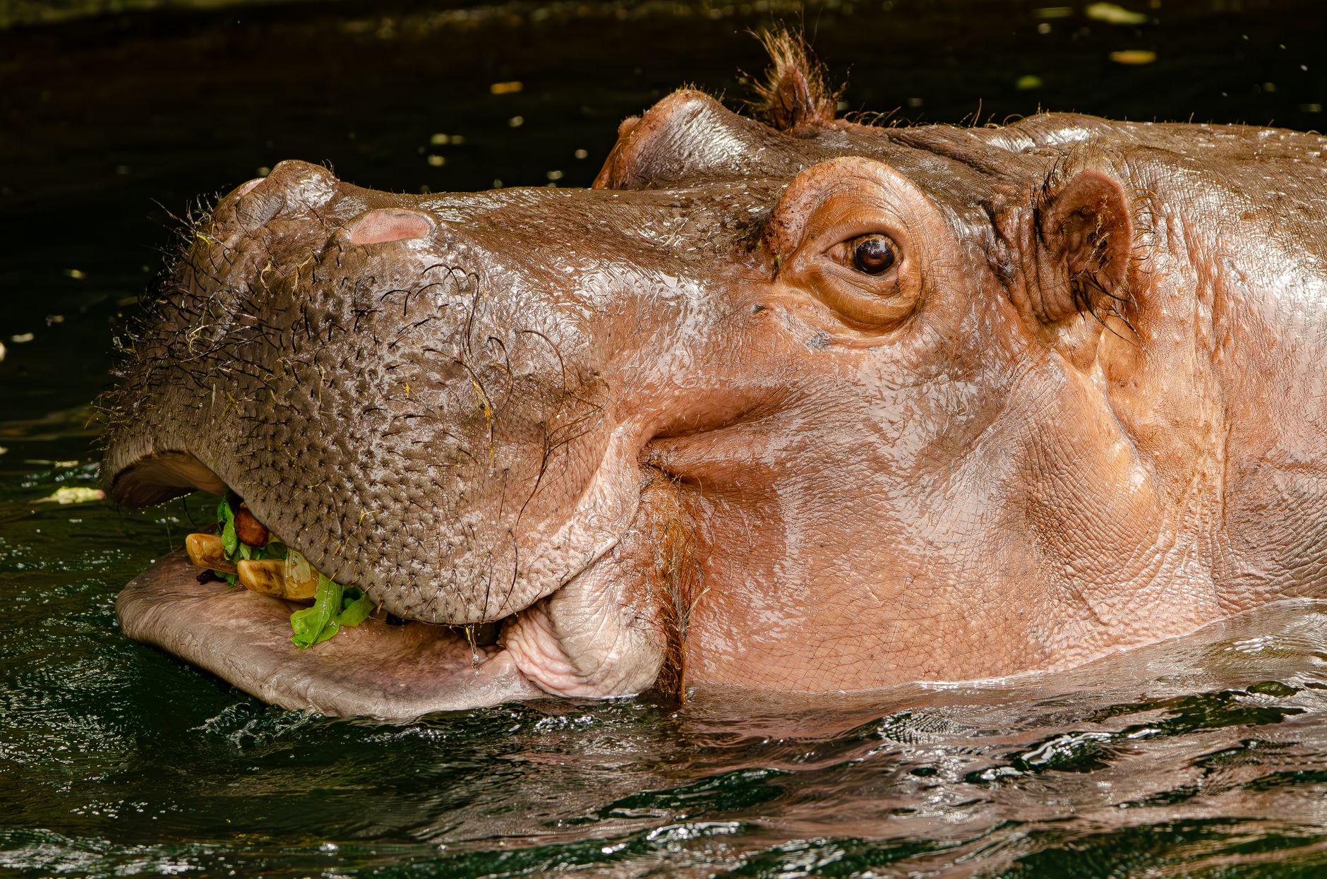 Ancient hunting site depiction of hippos near river