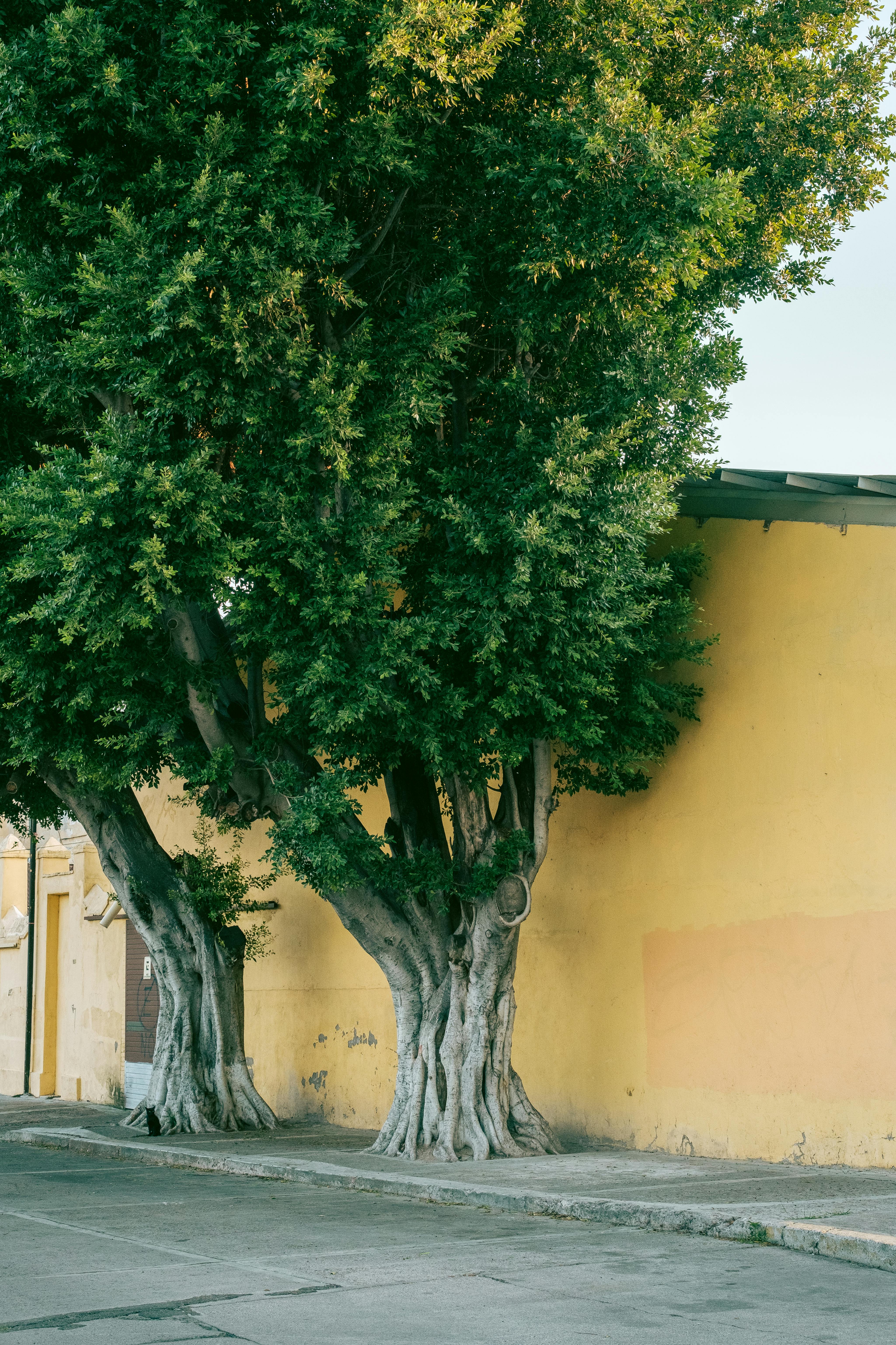 Two large trees with textured trunks and lush foliage stand beside a vibrant yellow wall on a quiet street.