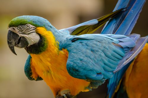 Free Close-up portrait of a vibrant blue and yellow macaw parrot, highlighting its striking feathers. Stock Photo
