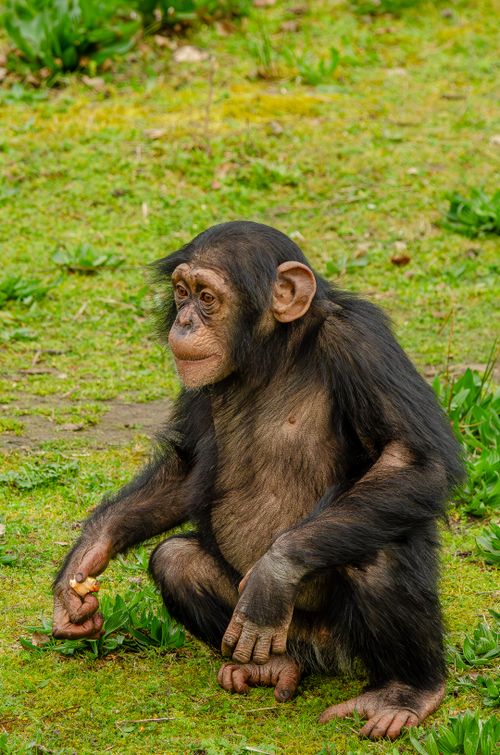 Free Cute young chimpanzee sitting on green grass outdoors, showcasing wildlife charm. Stock Photo