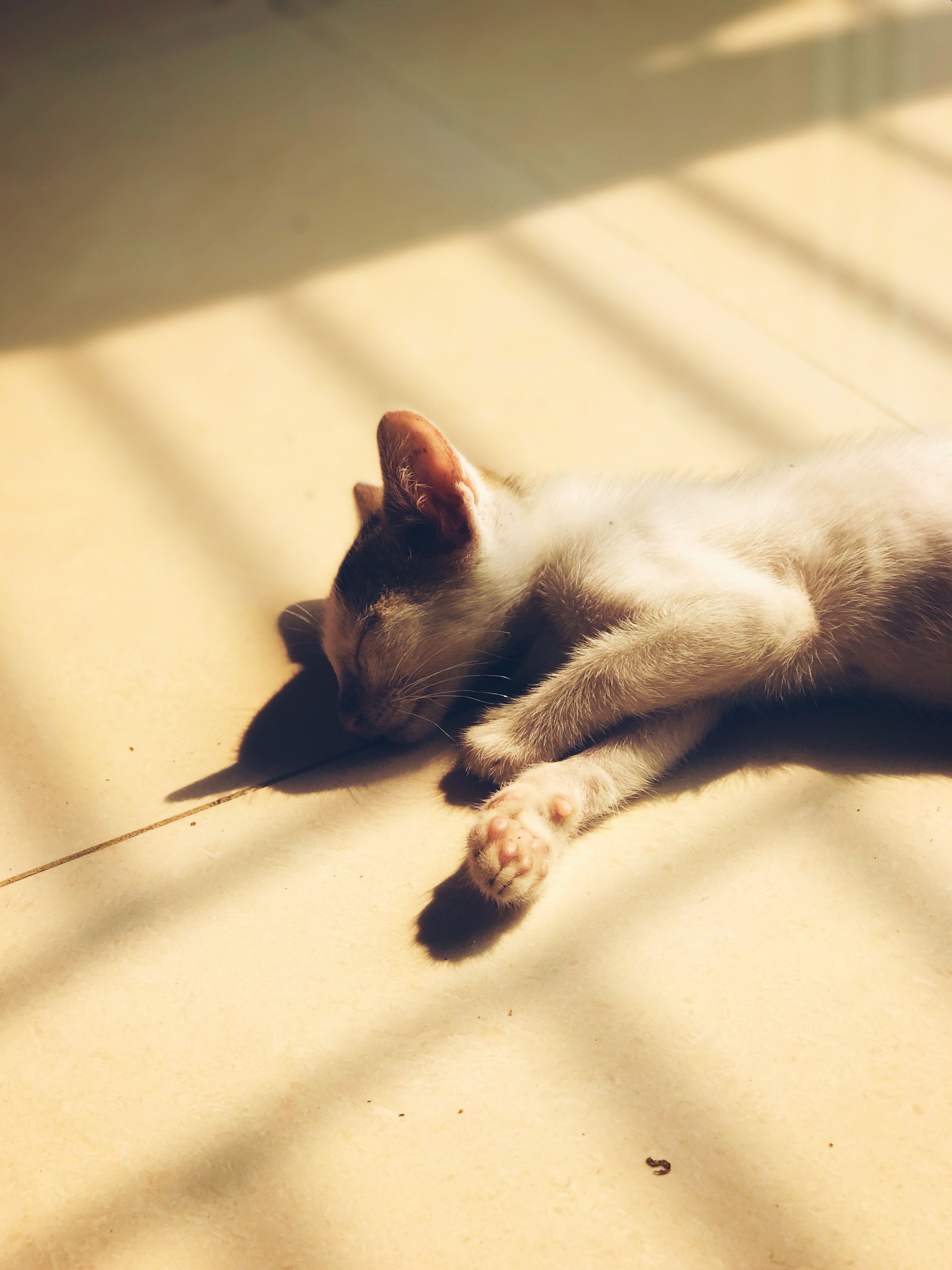 A white cat laying on the ground with its head down · Free Stock Photo