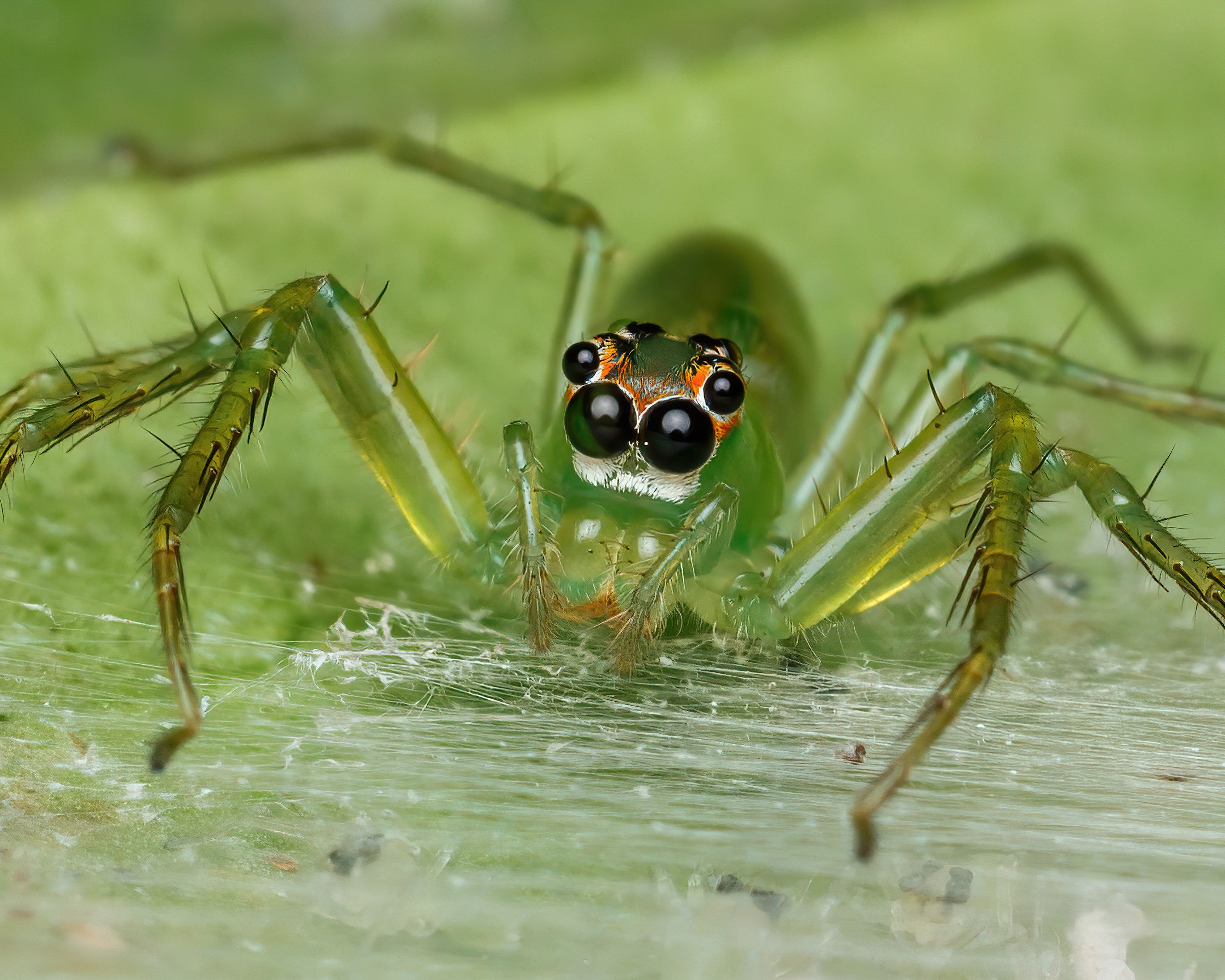 Close-up of a Translucent Green Jumping Spider · Free Stock Photo