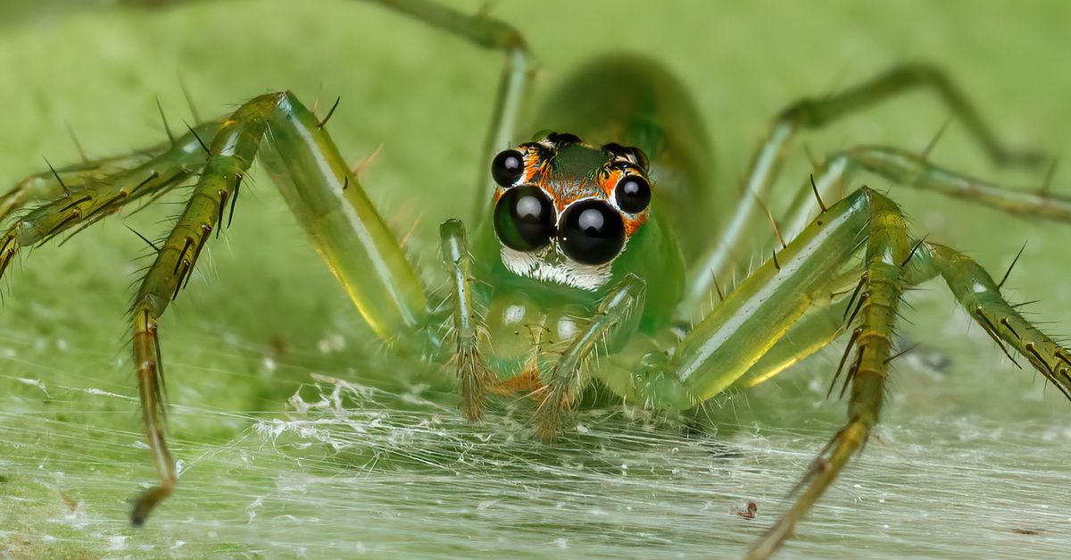 Translucent Spiderpic Close-up of a Translucent Green Jumping Spider · Free Stock Photo
