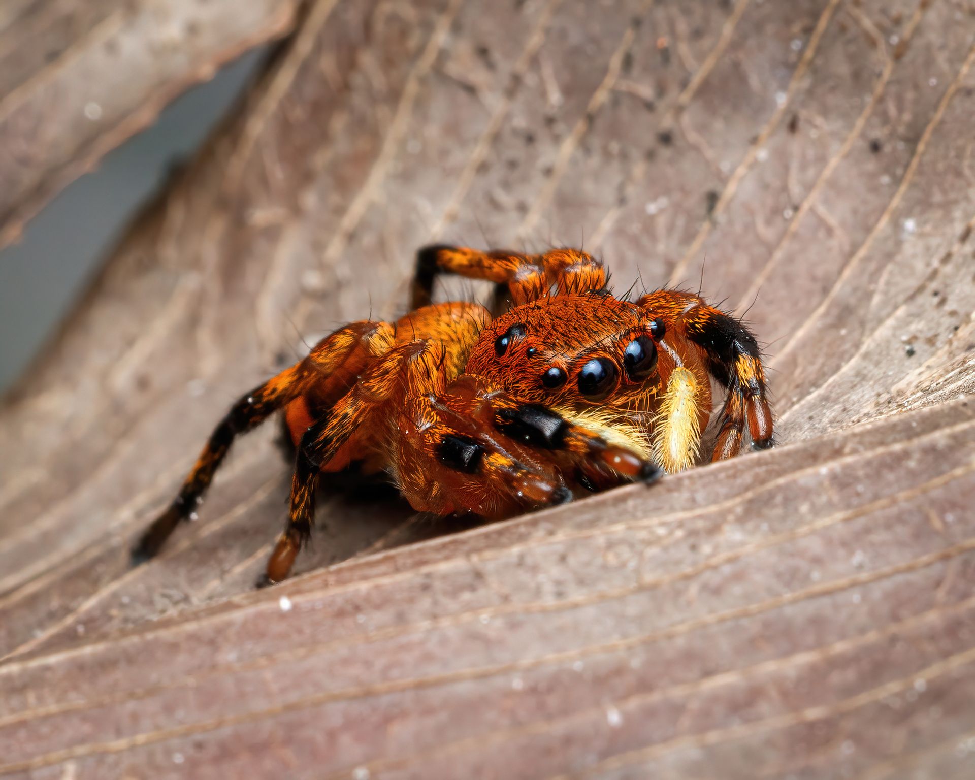 Close-up of an Orange Jumping Spider