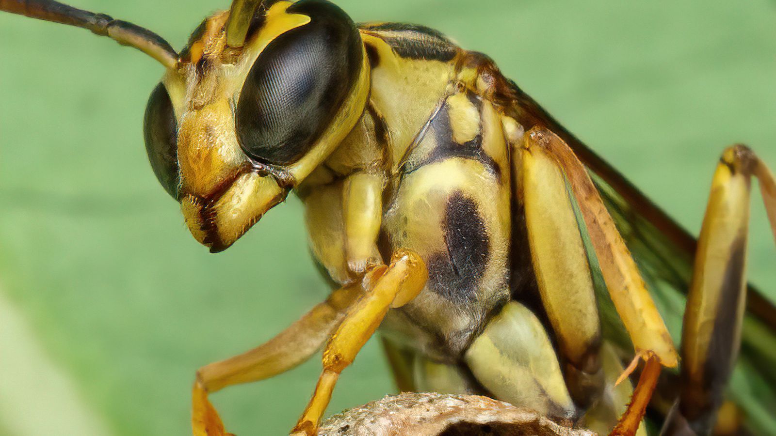 Yellowjacket tending open-comb paper nest with eggs