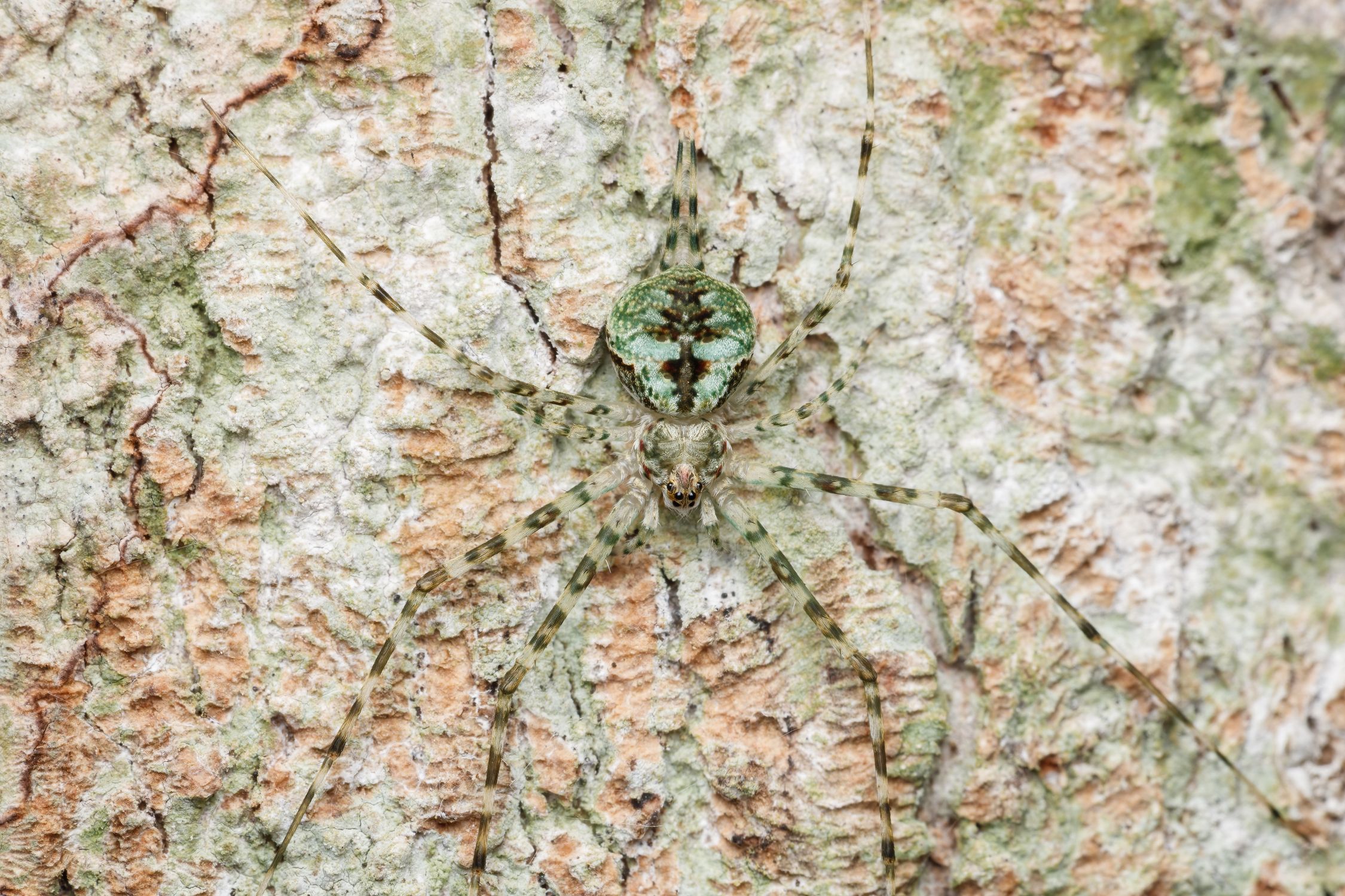 Spider In Tree A spider on the bark of a tree · Free Stock Photo