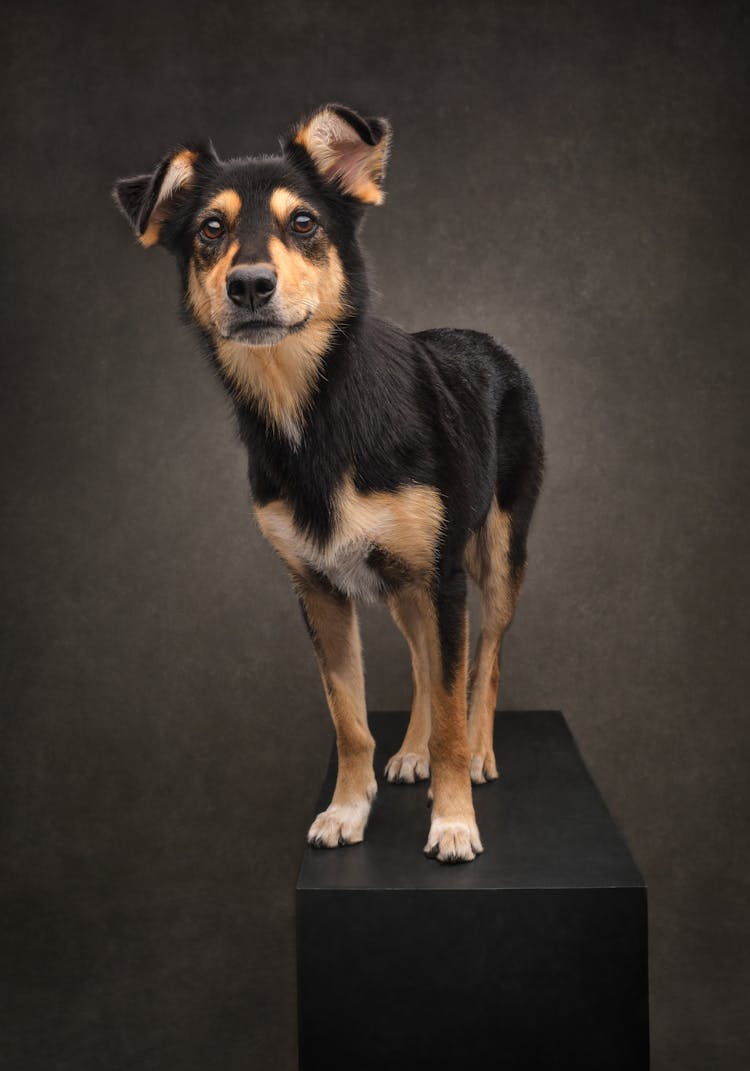 Brown And Black Dog In A Studio 