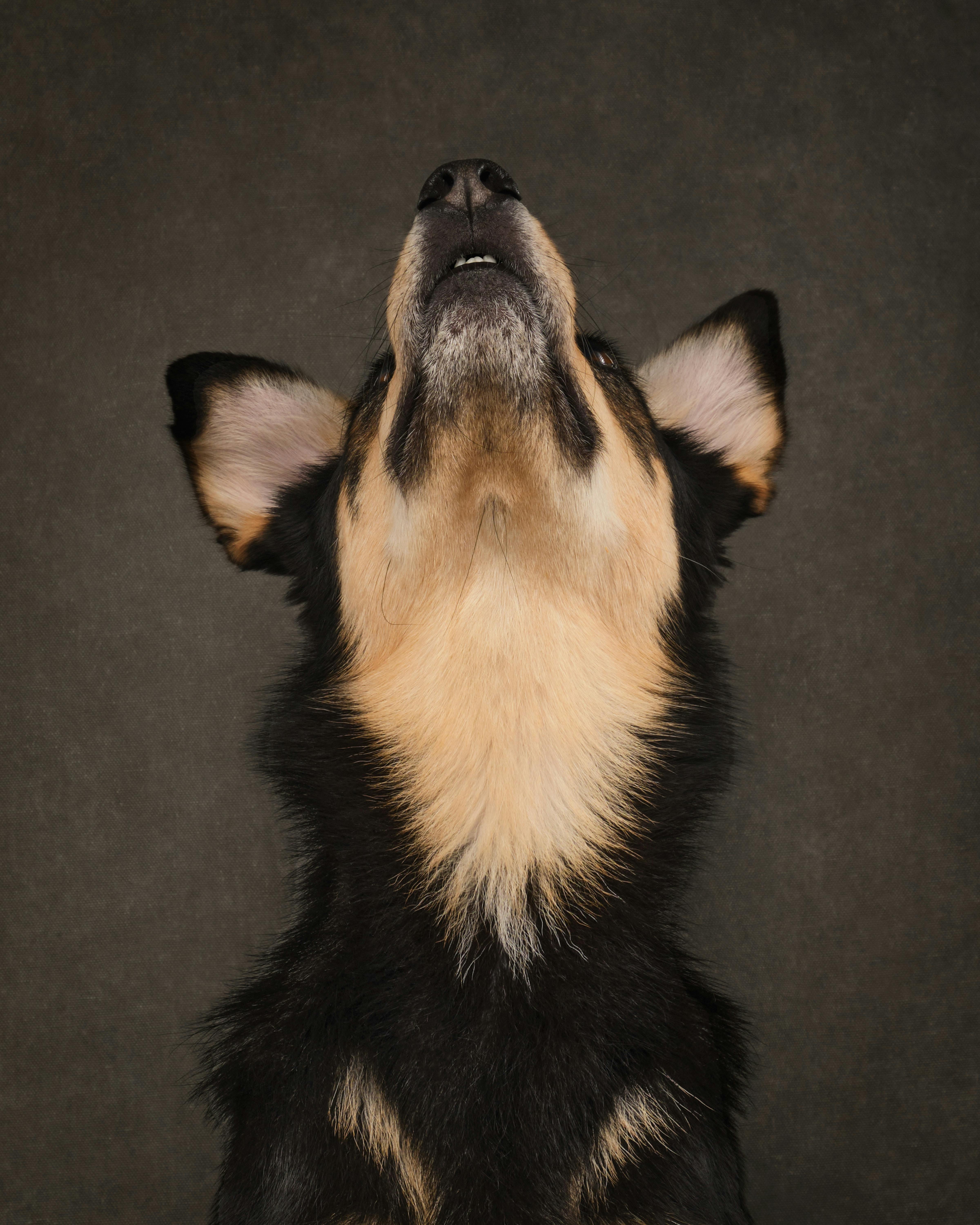 dog looking up