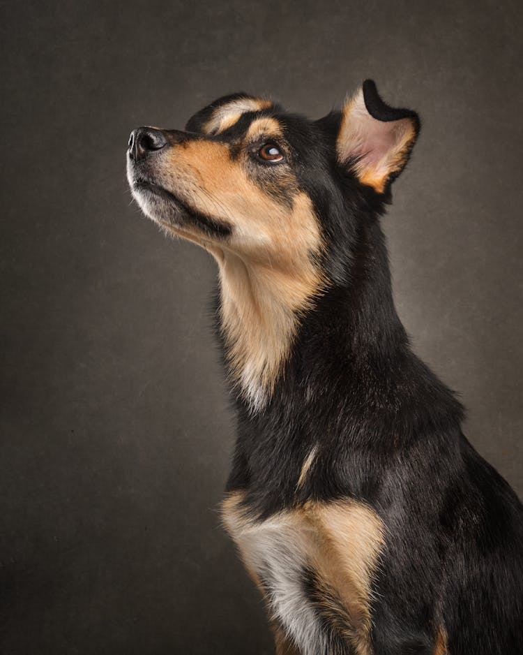 Brown And Black Dog In A Studio 