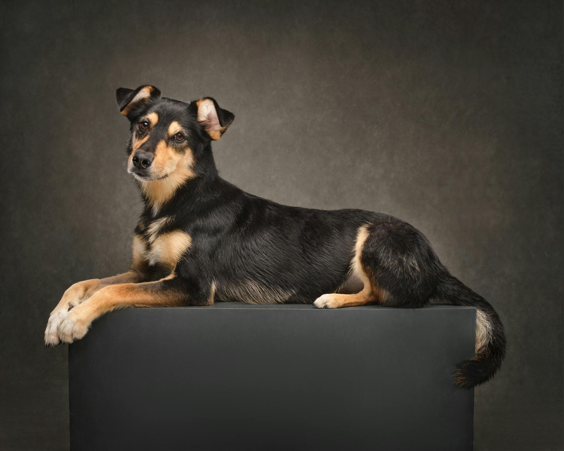 Brown and Black Dog in a Studio