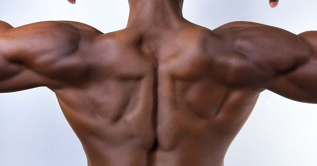 Muscal Back Back Muscles · Free Stock Photo