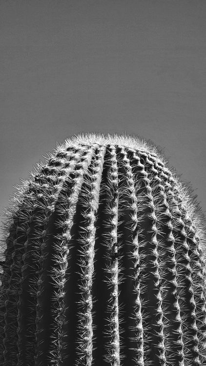 A black and white photo of a cactus  Free Stock Photo