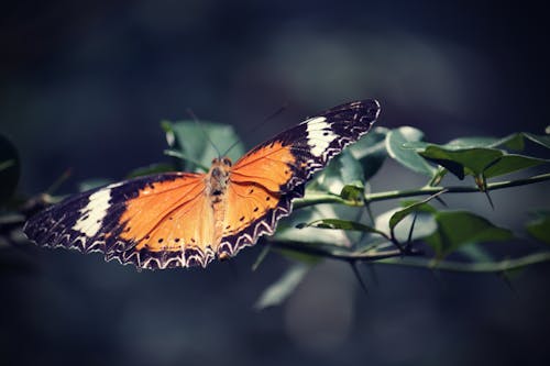 Fotos de stock gratuitas de jardín botánico, mariposa, zoo