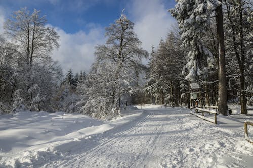 Imagine de stoc gratuită din alb, arbori, ceață