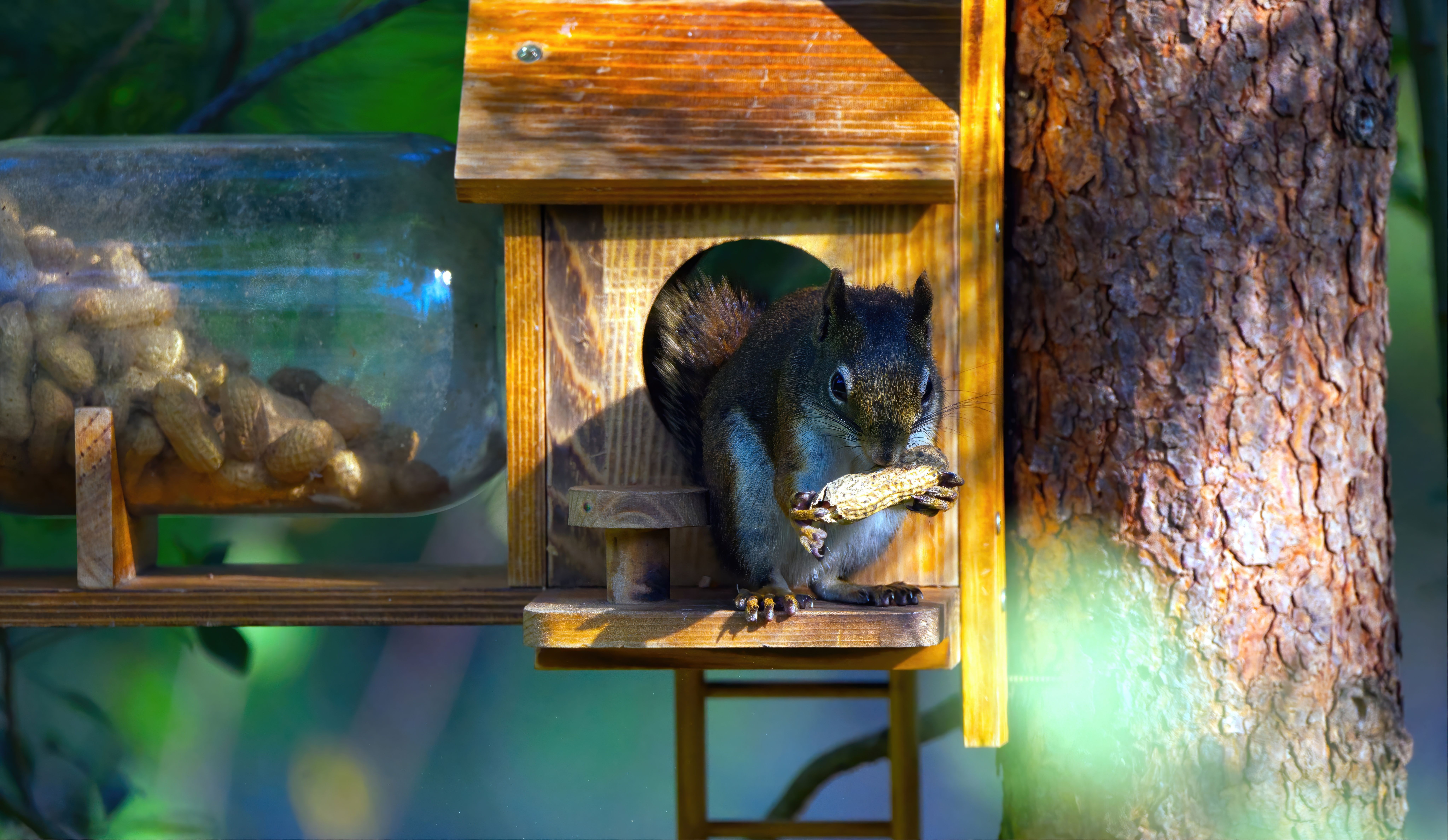 feed backyard squirrels