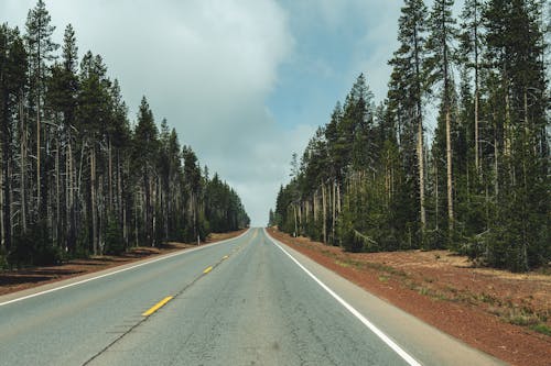 Imagine de stoc gratuită din arbori, asfalt, autostradă