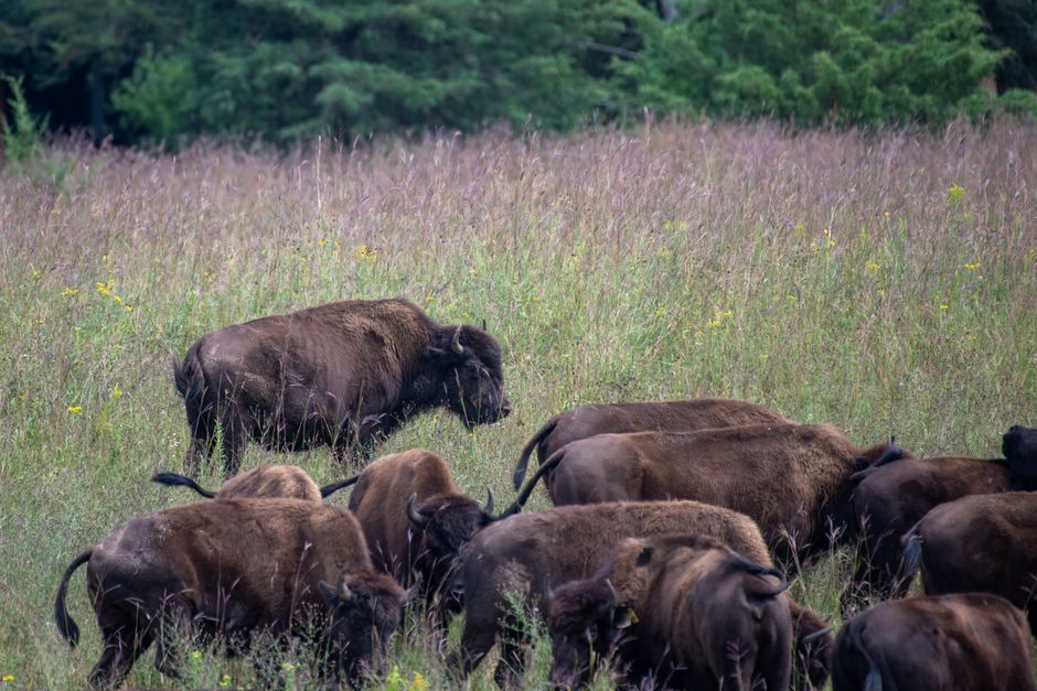 Wildlife in Custer State Park things to do in black hills