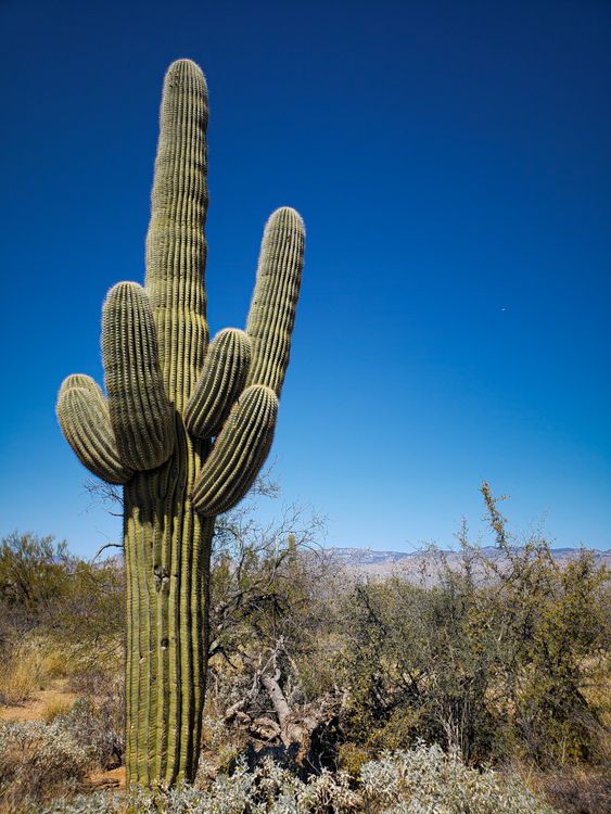 A large cactus plant in the desert with a blue sky · Free Stock Photo