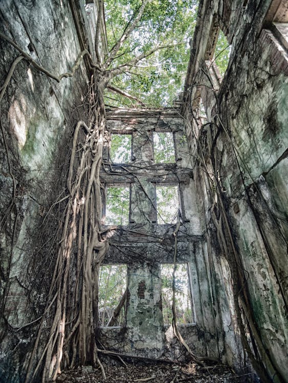 Photos gratuites de arbre, bâtiment abandonné, fantôme