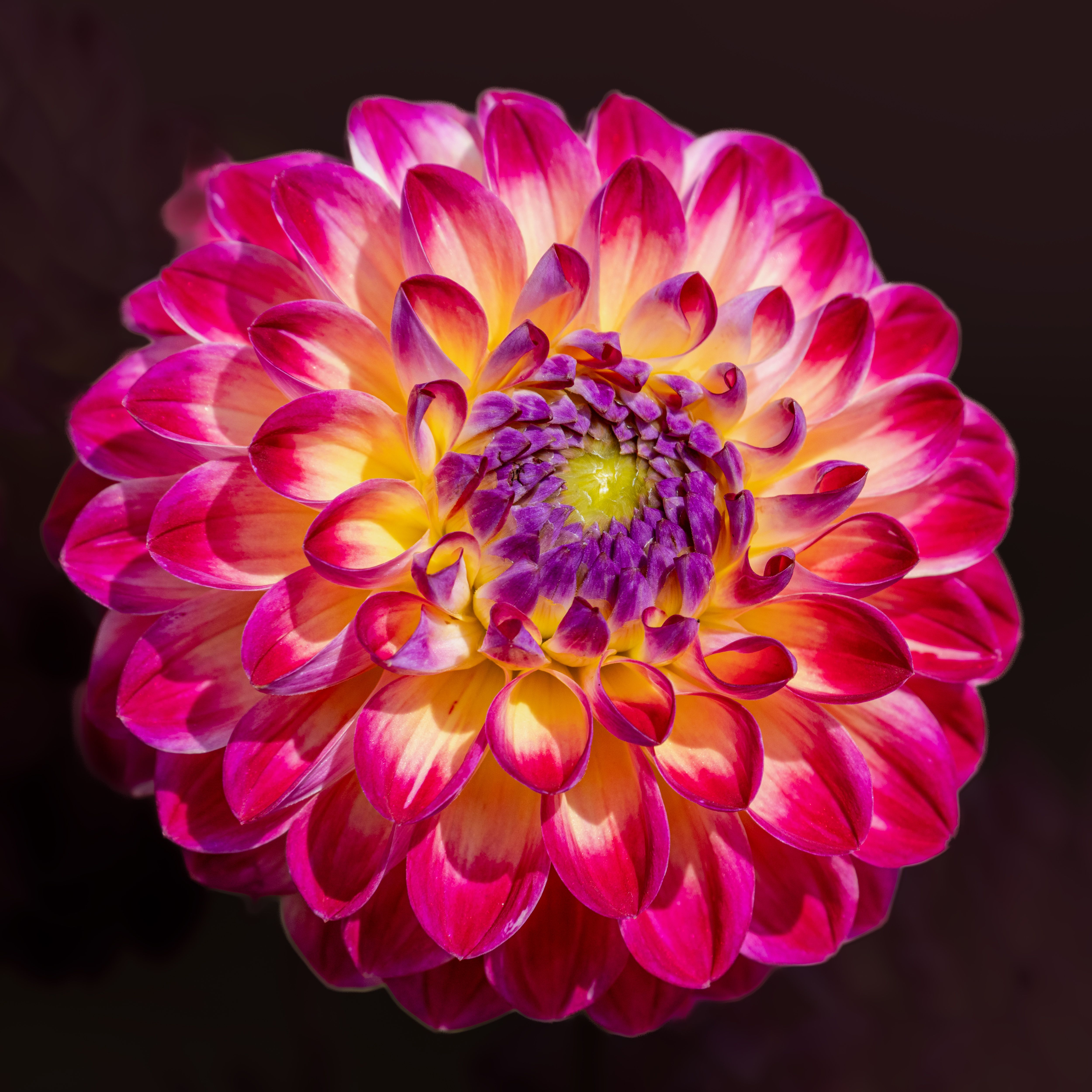 A close up of a large pink and purple flower
