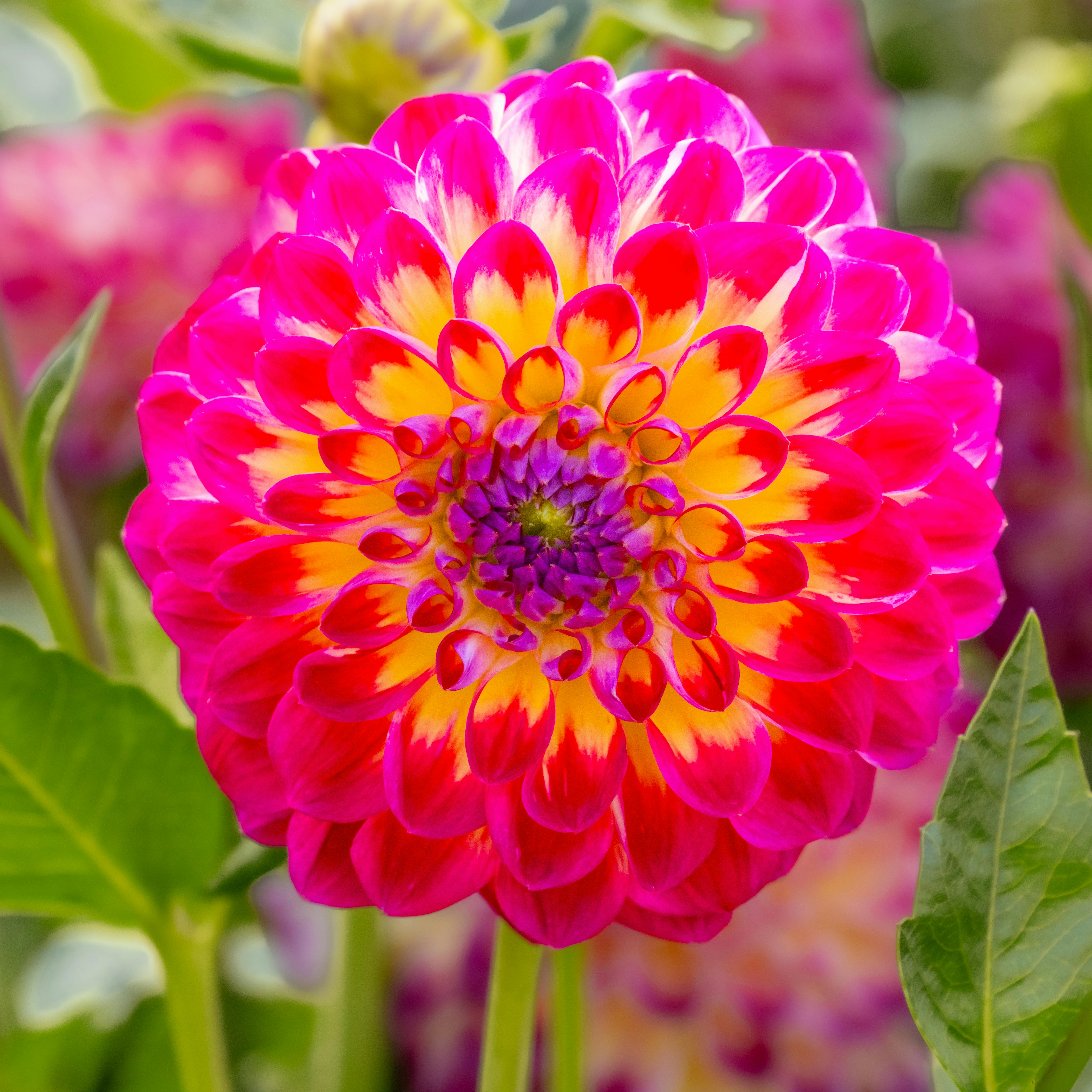 A large pink and yellow flower with green leaves