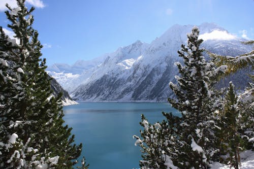 Body of Water and Pine Tree