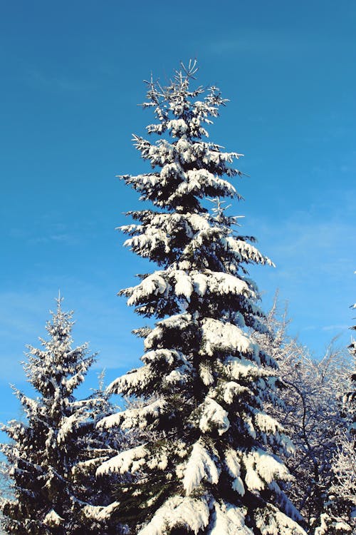 Pohon Pinus Yang Tertutup Salju