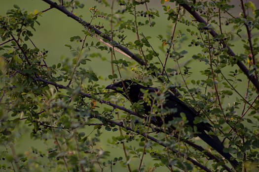 crow photo