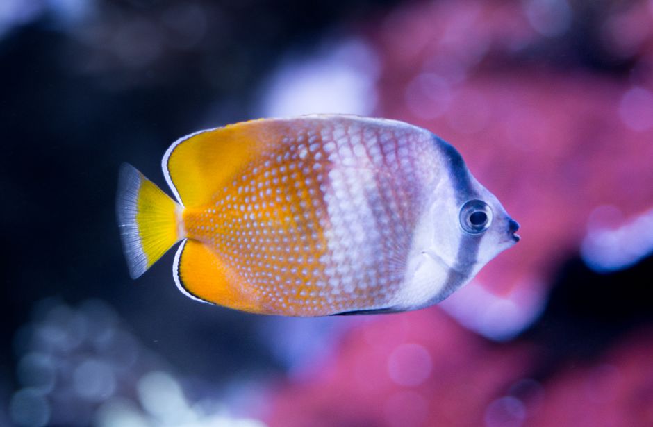 Vibrant butterflyfish swimming in a coral reef with blurred background.