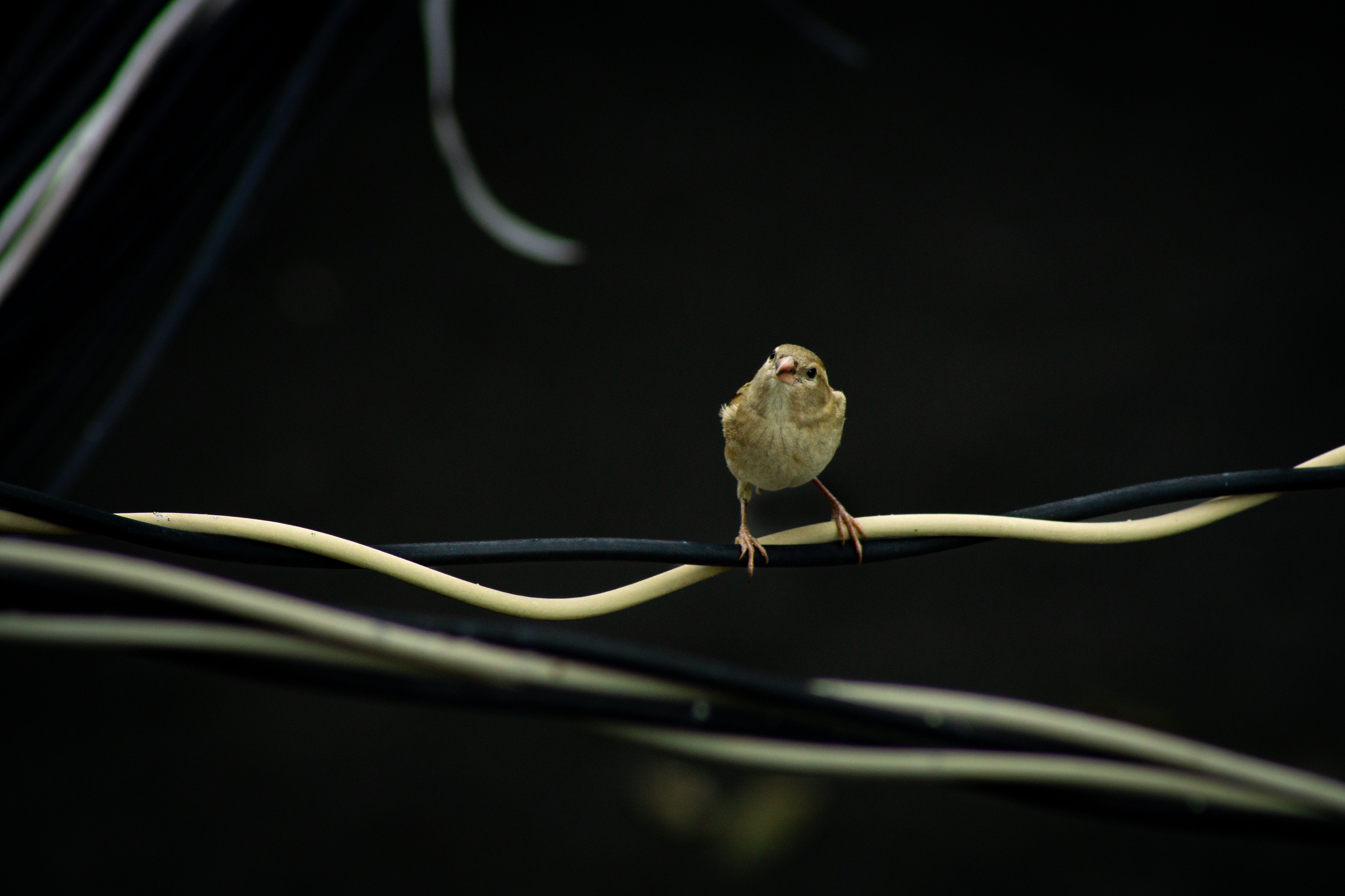 A tiny sparrow perched on overhead wires, captured outdoors with a blurred background.
