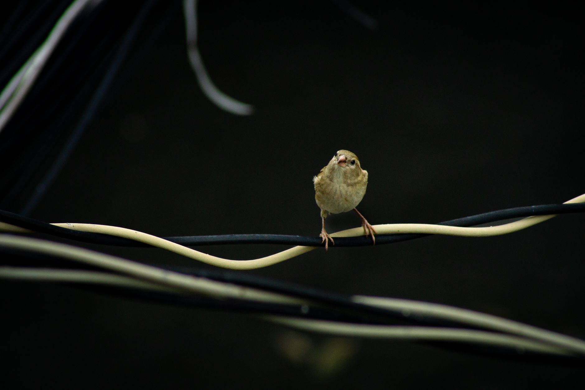 A tiny sparrow perched on overhead wires, captured outdoors with a blurred background.