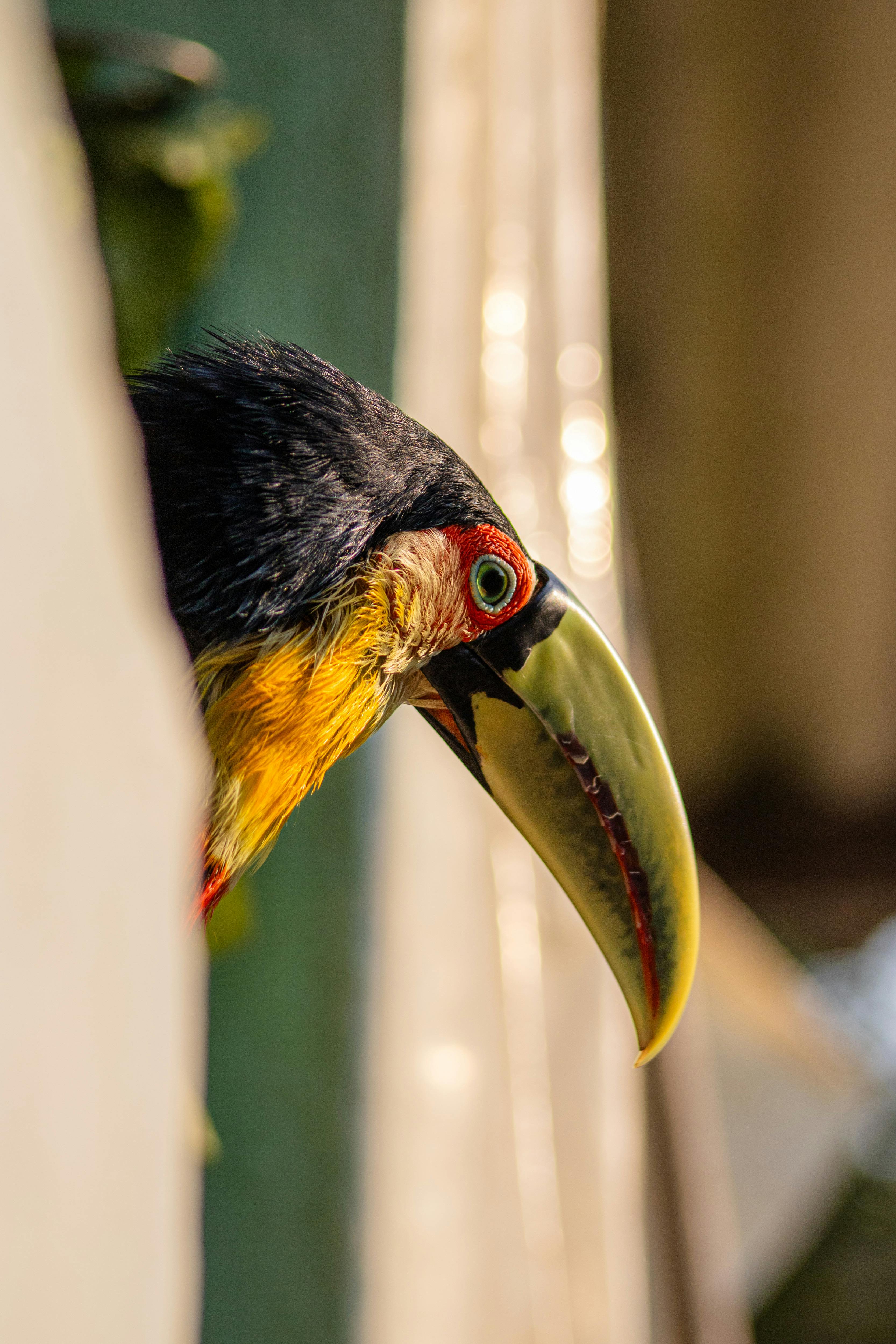 a toucan looking out of a window