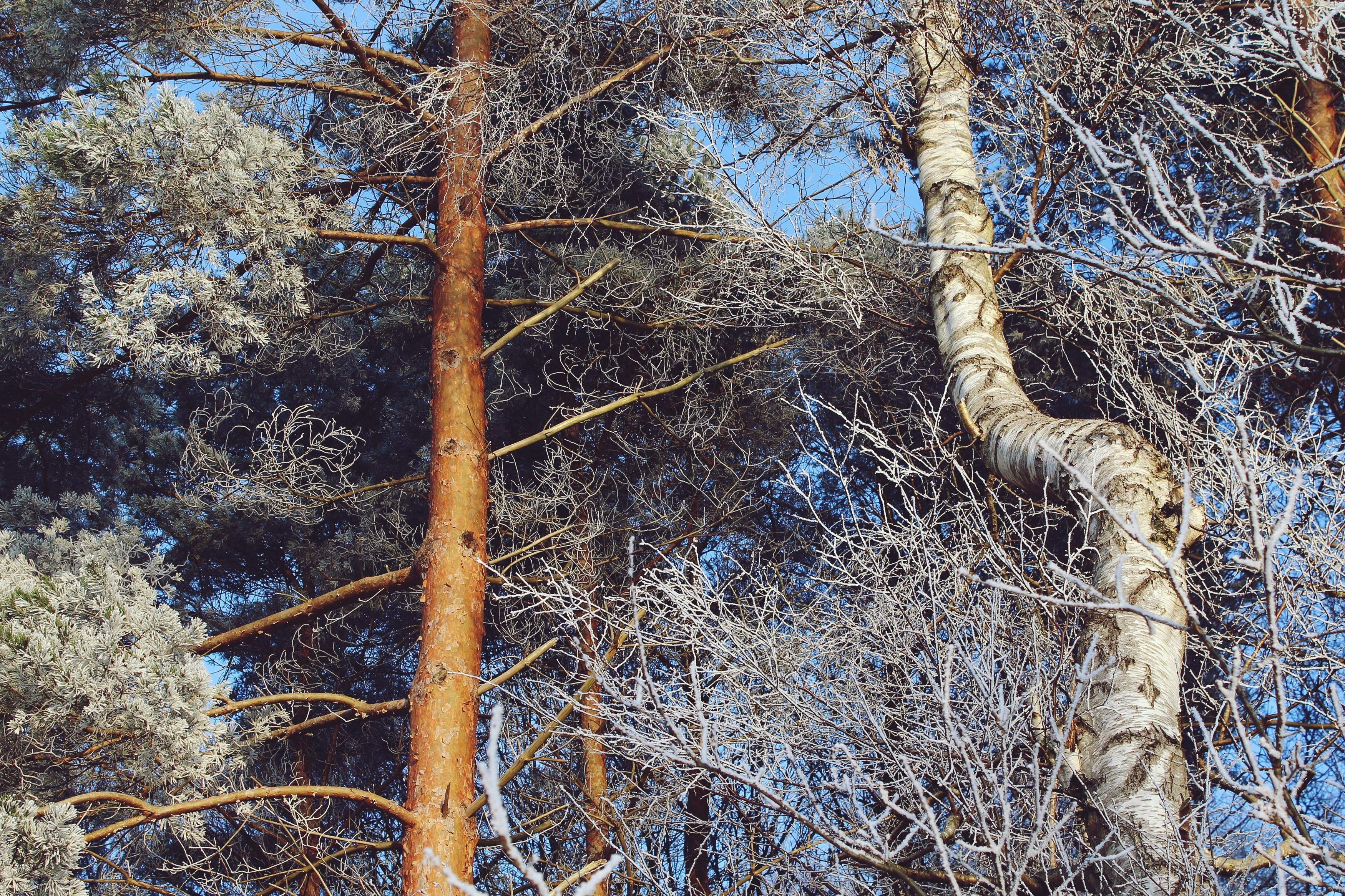 De franc Foto d'estoc gratuïta de a l'aire lliure, aire, arborescent Foto d'estoc