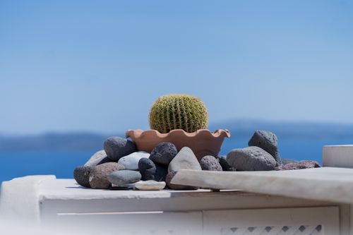 Free A scenic view of a cactus with rocks against a serene ocean backdrop under the summer sun. Stock Photo