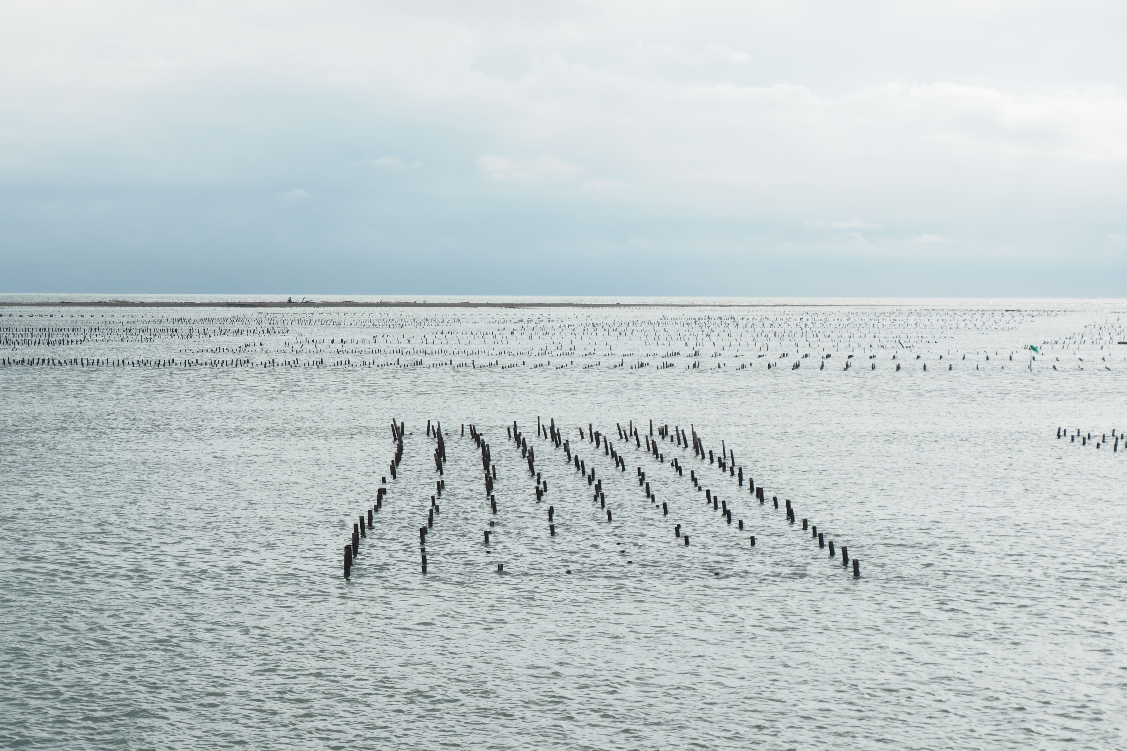 Tranquil view of an oyster farm with wooden stakes visible in calm sea waters under cloudy skies.