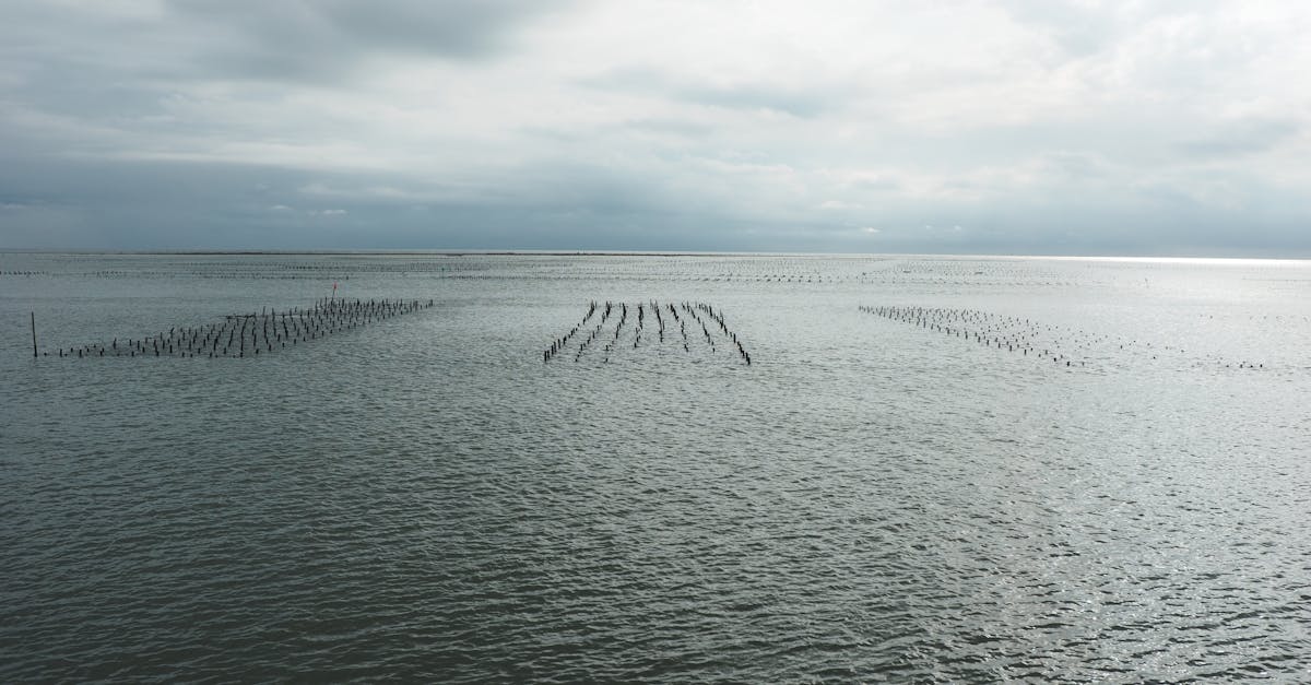 全台唯一「海牛採蚵」文化資產 芳苑國際海牛文化節熱鬧登場(有影片)