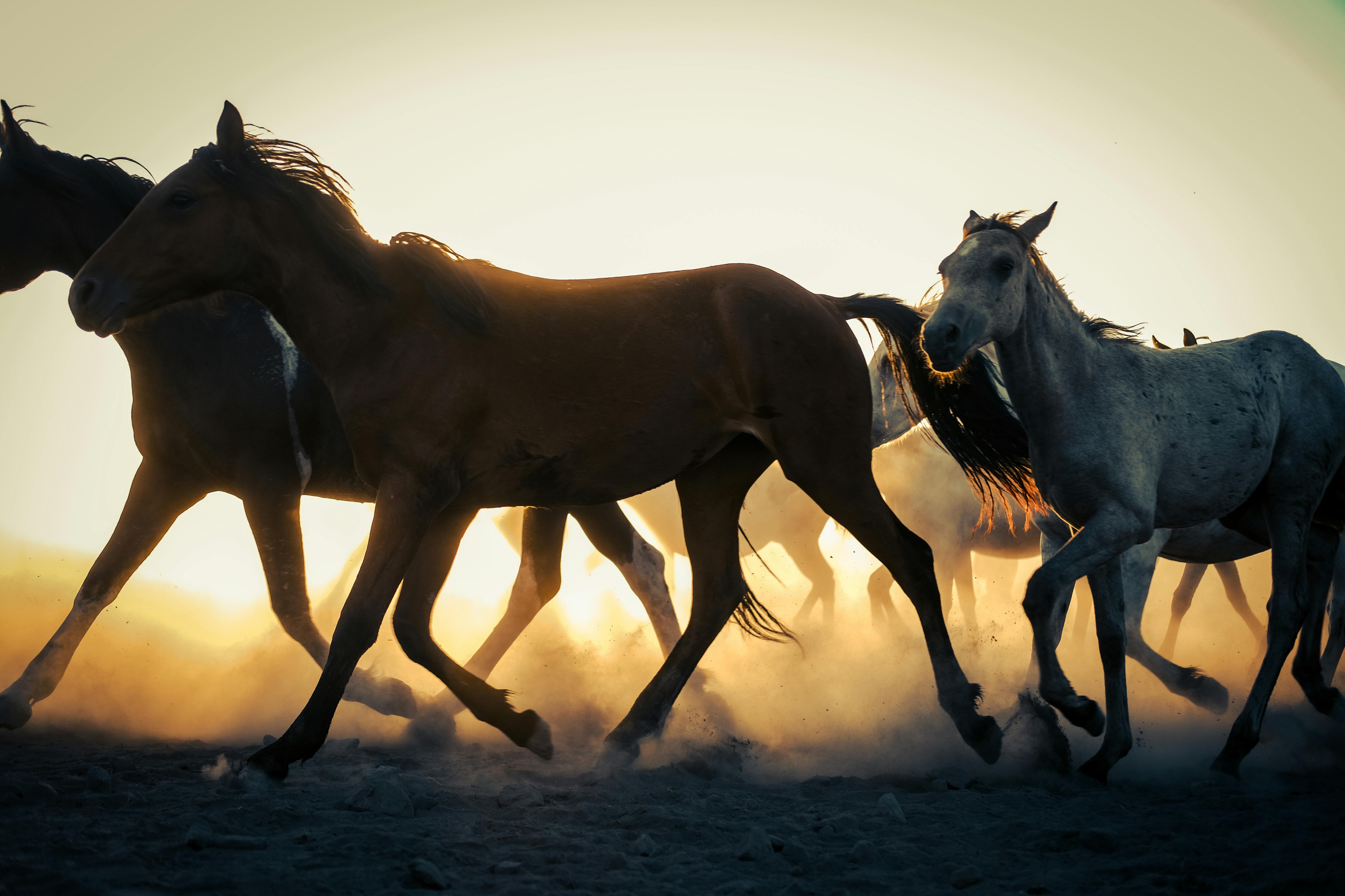A group of wild horses gallop across a dusty plain, silhouetted against a vibrant sunset.