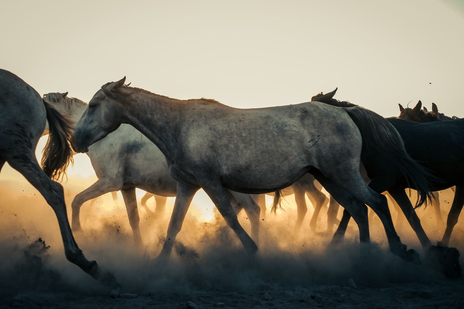 Where Nevada's Wild Horses Roam: A Guide to Mustang Viewing Spots and Where to Stay in 2026