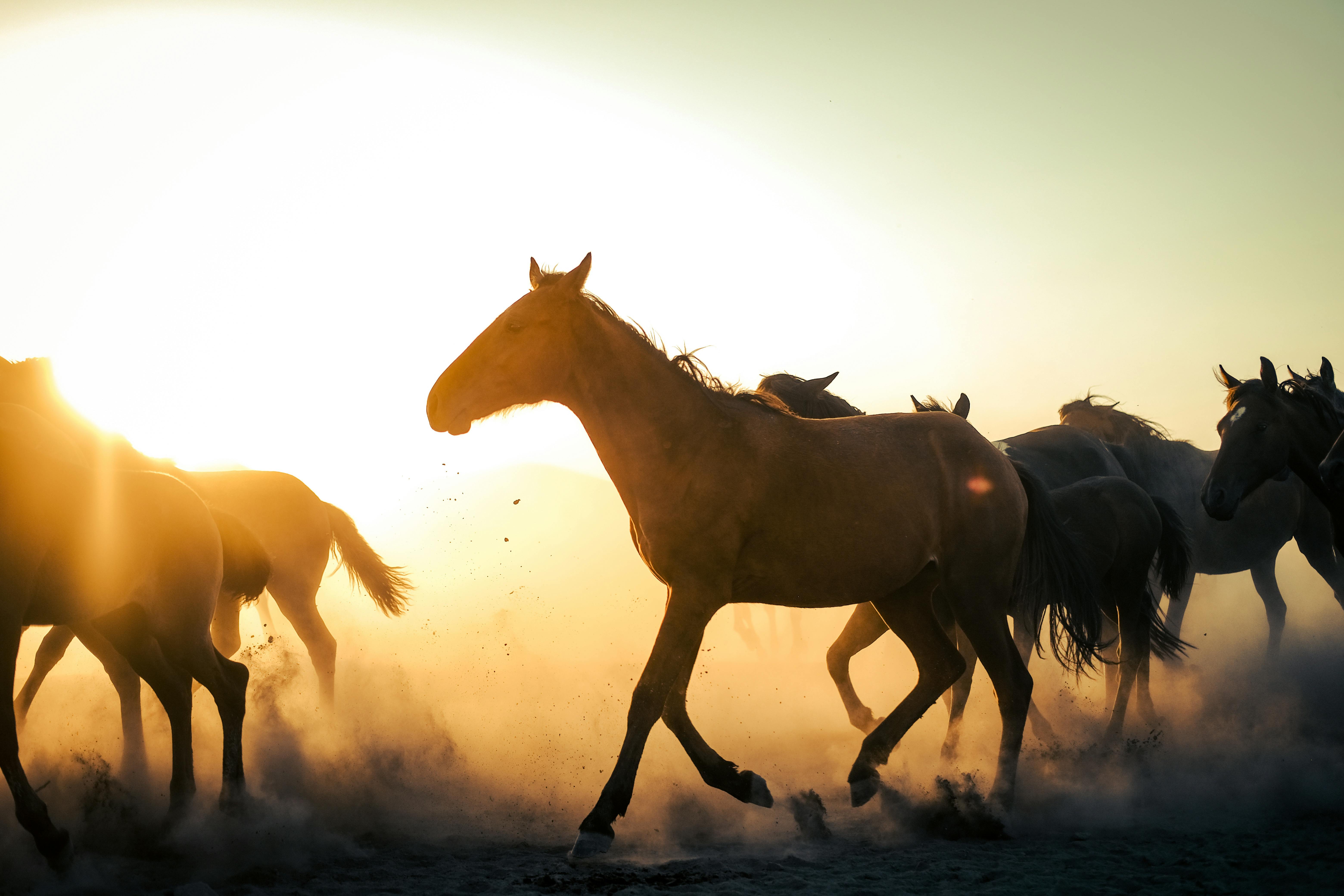 horses running in the desert at sunset