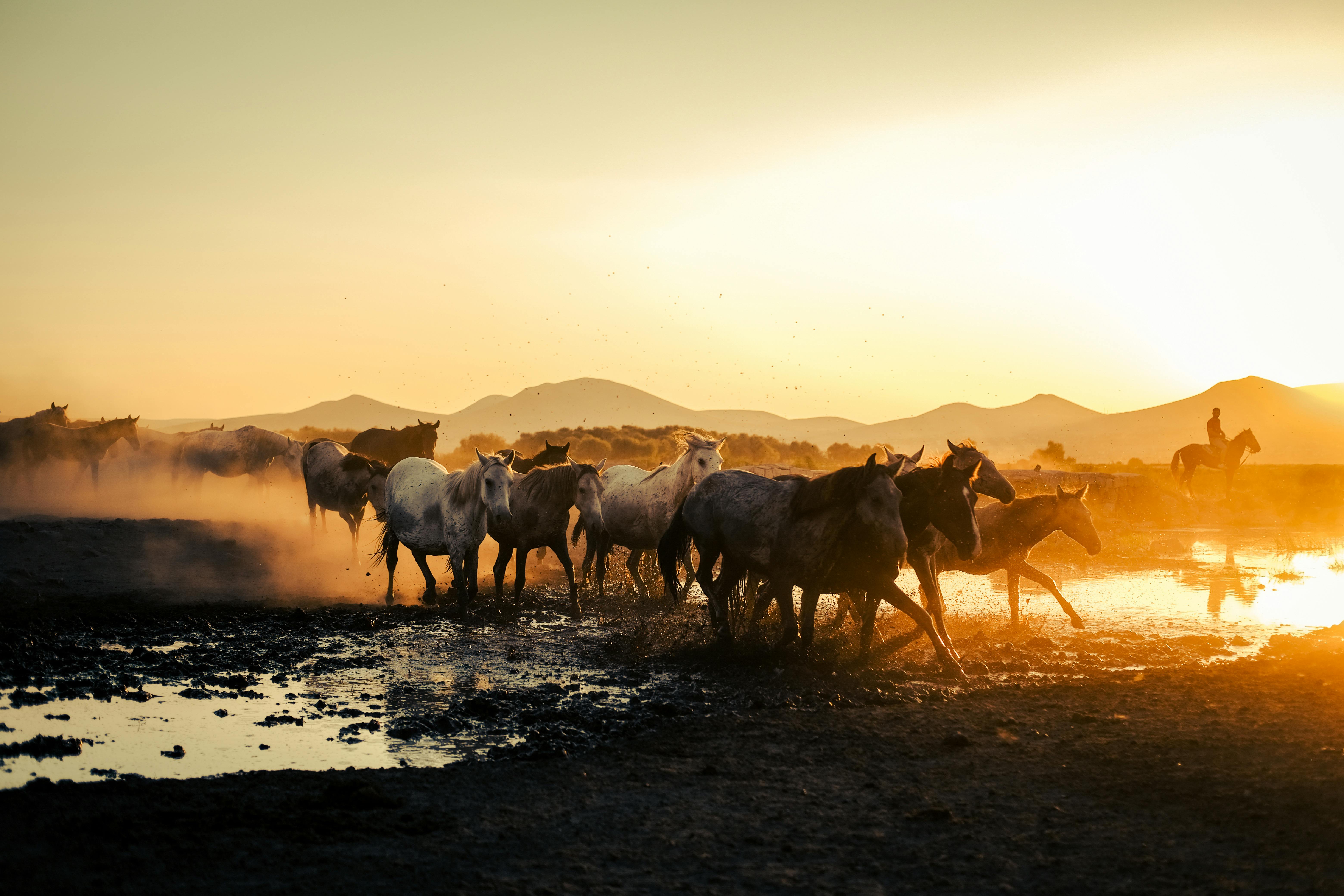 a herd of cattle walking through a muddy field at sunset