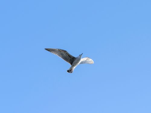 Free A graceful seagull flying high against a vibrant blue sky, capturing the essence of freedom and nature's beauty. Stock Photo