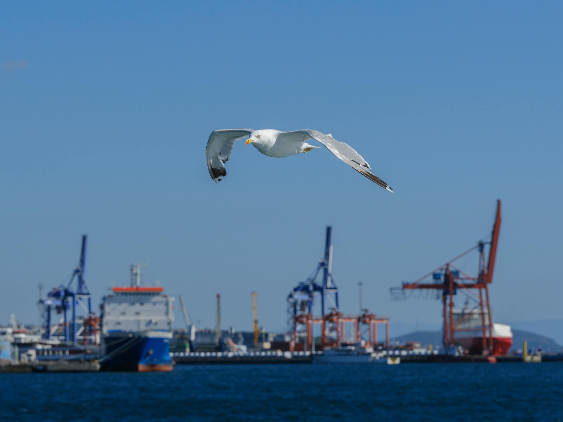 A lone seagull flies gracefully over an industrial harbor with ships and cranes.