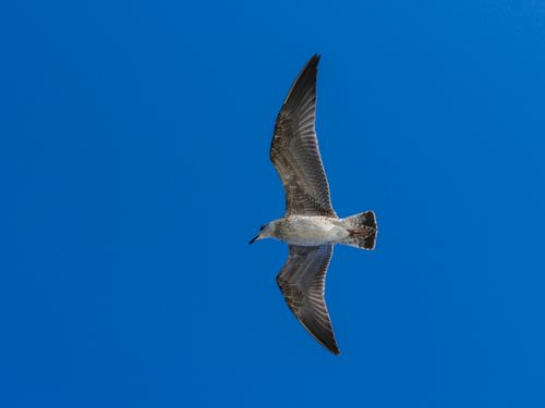 Free A seagull in flight against a vibrant blue sky, symbolizing freedom and nature's beauty. Stock Photo