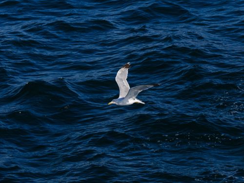 Free A majestic seagull soars over the deep blue ocean, capturing the essence of freedom and nature. Stock Photo