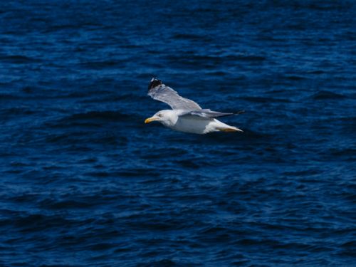 Free A seagull in mid-flight over the deep blue ocean, capturing the freedom of nature. Stock Photo