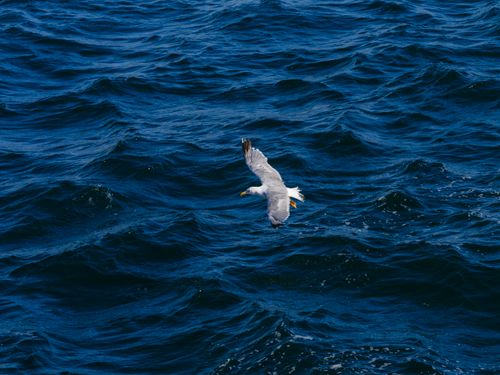 Free A seagull gracefully flies over the deep blue ocean, highlighting the beauty of nature and freedom. Stock Photo
