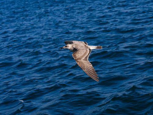 Free A seagull gracefully flying over deep blue ocean waves, capturing a moment of freedom and nature's beauty. Stock Photo