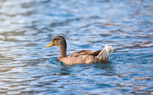 Free A mallard duck gliding peacefully on a sunlit lake, showcasing natural beauty and serene wildlife. Stock Photo