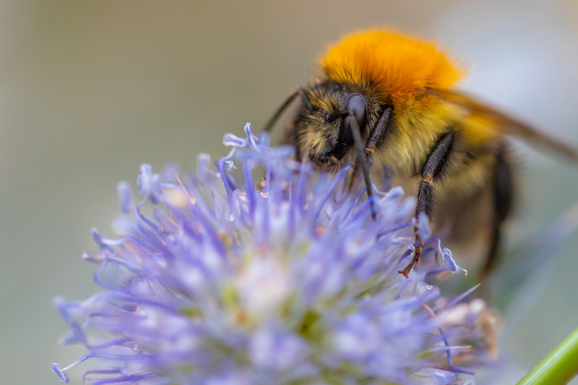 Bumble Bee